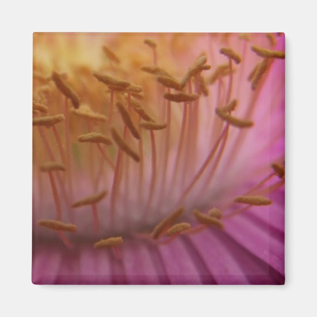 Rosa Pollen Magnet (Framsidan)