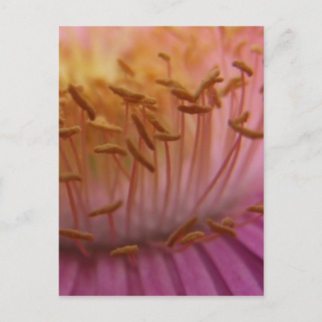 Rosa Pollen-vykort Vykort (Framsida)