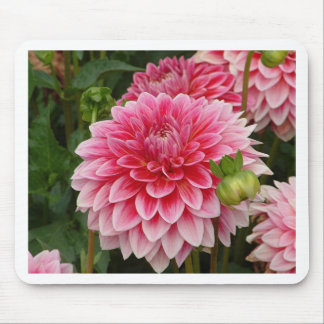 "Rosa Pom Pom Dahlia ", Musmatta