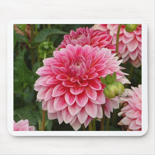 "Rosa Pom Pom Dahlia ", Musmatta (Framsidan)