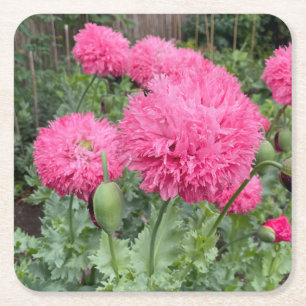 Rosa Pom Pom Poppies Underlägg Papper Kvadrat