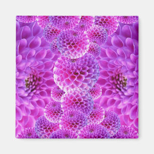 Rosa PomPom Dahlia Flowers Magnet