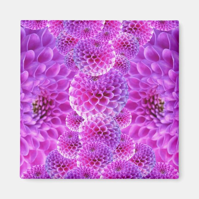 Rosa PomPom Dahlia Flowers Magnet (Framsidan)