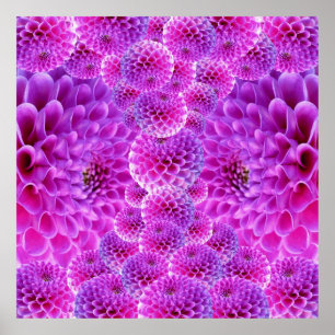 Rosa PomPom Dahlia Flowers Poster