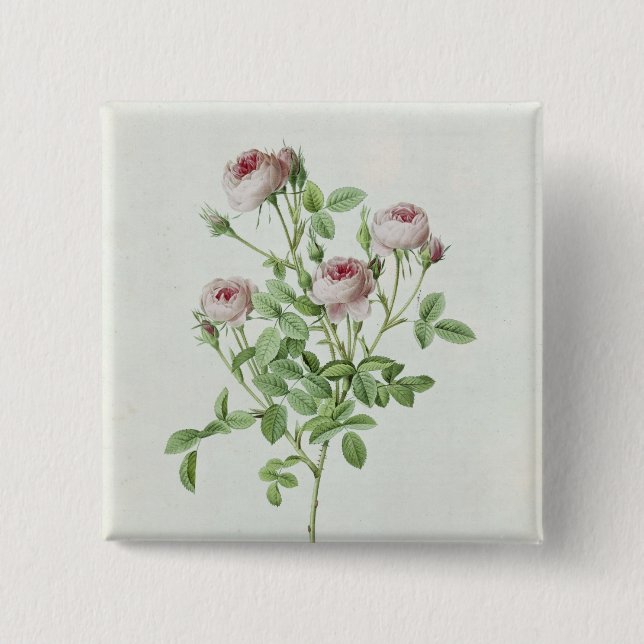 Rosa Pomponia, från 'Les ro Knapp (Framsida)