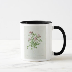 Rosa Pomponia, från 'Les ro Mugg