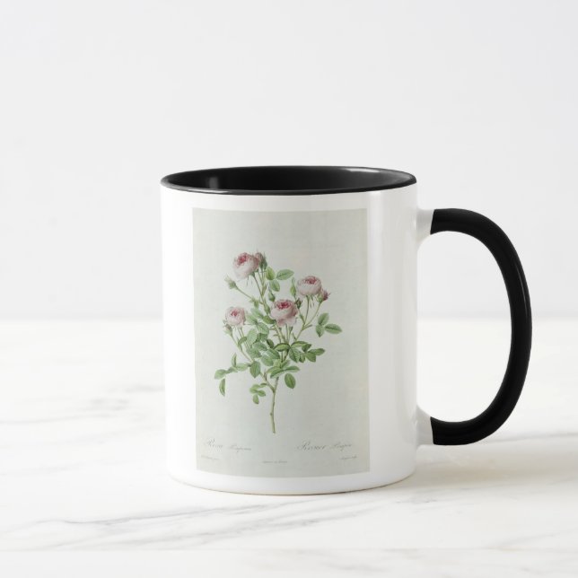 Rosa Pomponia, från 'Les ro Mugg (Höger)