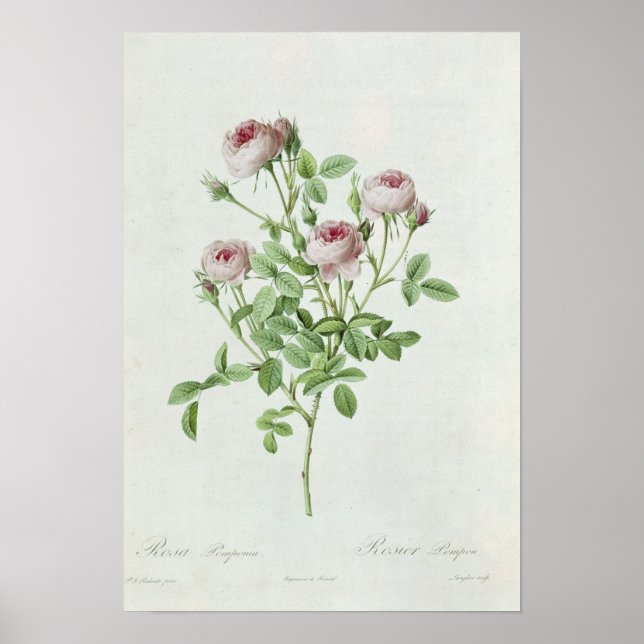 Rosa Pomponia från "Les Ro Poster (Framsidan)