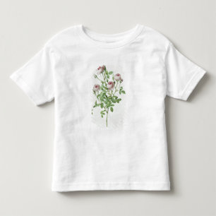Rosa Pomponia, från 'Les ro Tee
