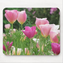 Rosa Poppies i Kalifornien Musmatta