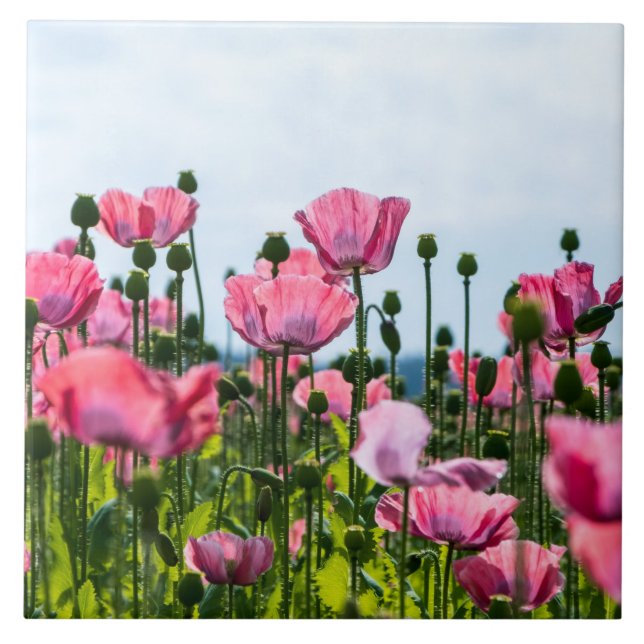 Rosa Poppies Kakelplatta (Framsidan)
