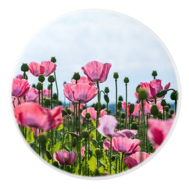 Rosa Poppies Knopp (Framsidan)