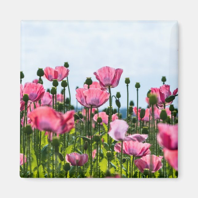 Rosa Poppies Magnet (Framsidan)