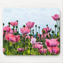 Rosa Poppies