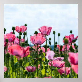 Rosa Poppies Poster