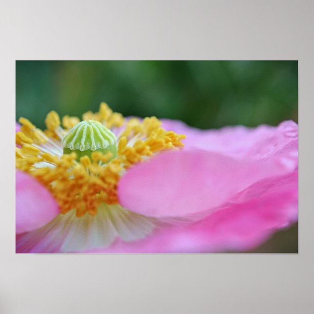Rosa Poppy Close Up Photographic Art Print Poster (Framsidan)