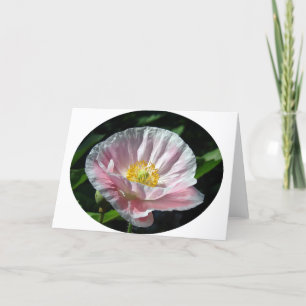 Rosa Poppy Flower Kort
