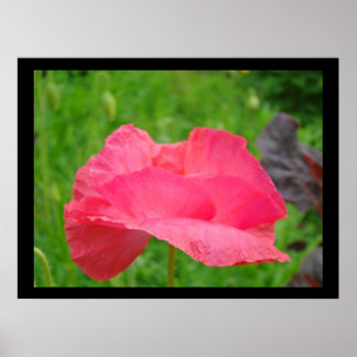 Rosa Poppy Flowers-bilder Sommarbilder Poster