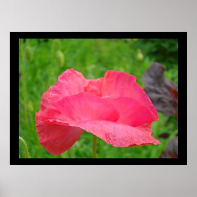 Rosa Poppy Flowers-bilder Sommarbilder Poster (Framsidan)