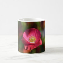 Rosa Poppy in the Sunshine Photograph