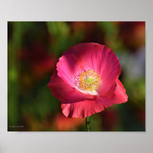 Rosa Poppy in the Sunshine Photograph Poster