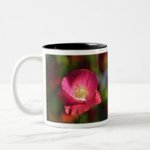 Rosa Poppy in the Sunshine Photograph