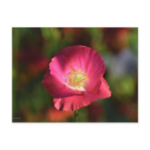 Rosa Poppy in the Sunshine Photograph