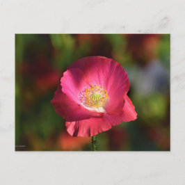 Rosa Poppy in the Sunshine Photograph Vykort