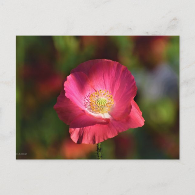 Rosa Poppy in the Sunshine Photograph Vykort (Framsida)