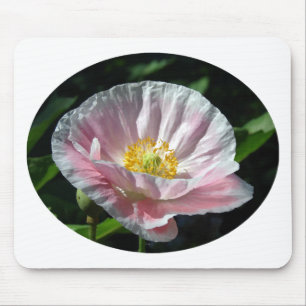 Rosa Poppy Musmatta