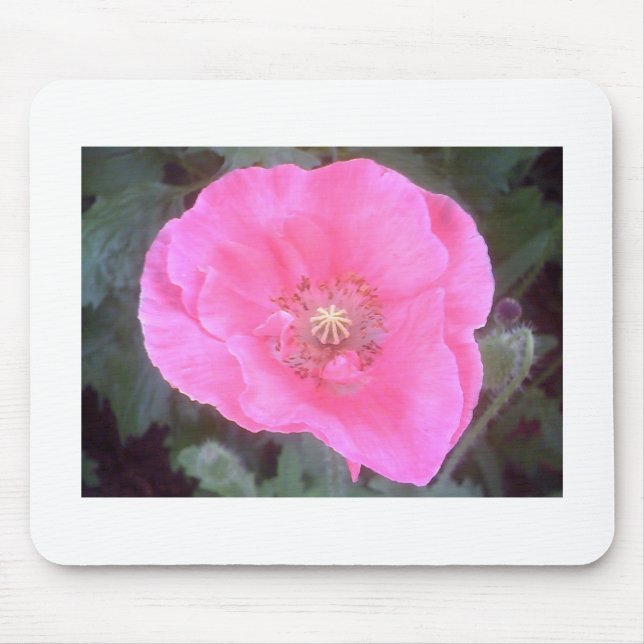Rosa Poppy Musmatta (Framsidan)
