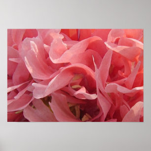 Rosa Poppy Petals Poster