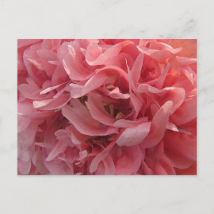 Rosa Poppy Petals Vykort