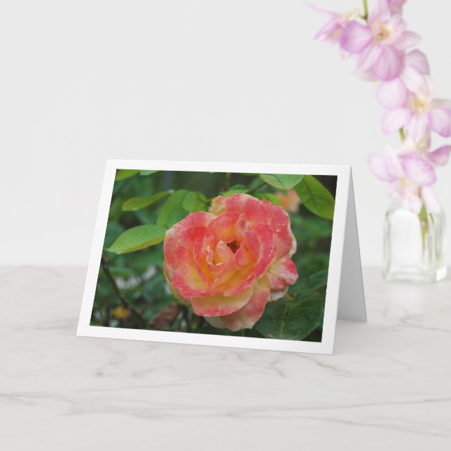 Rosa porträtt med rosa och gula blommor kort (Orkide)