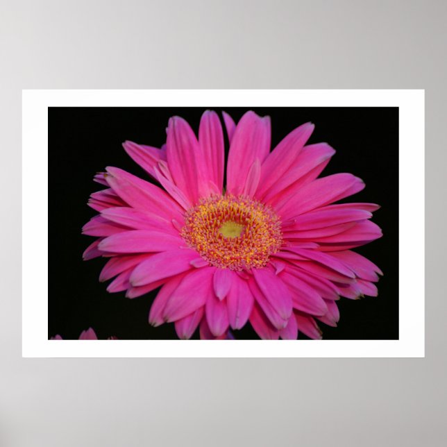 Rosa Poster (Framsidan)