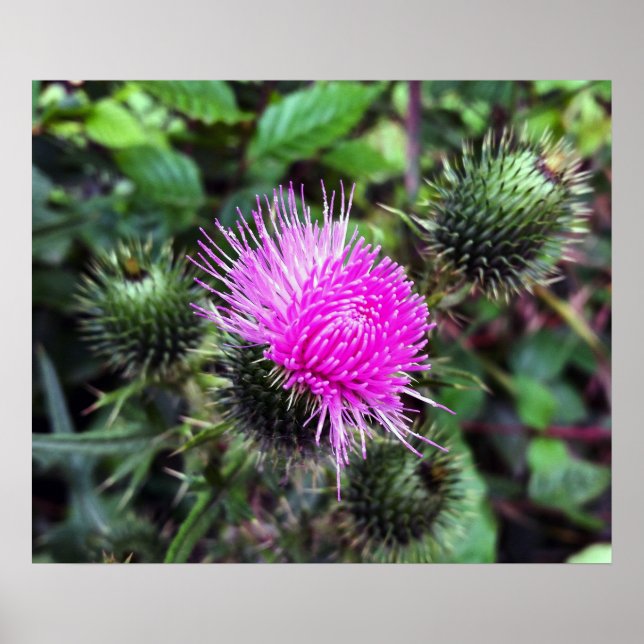 rosa poster (Framsidan)