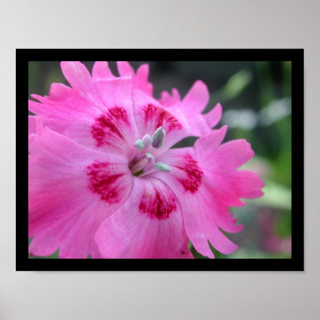 Rosa Poster (Framsidan)