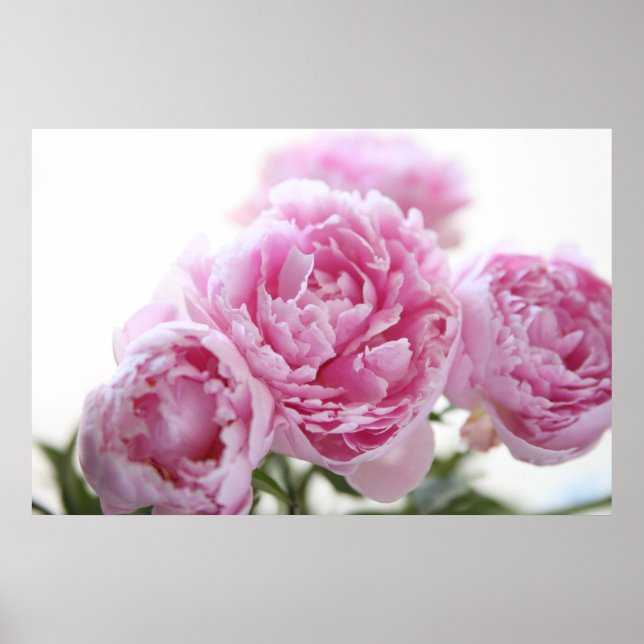 rosa poster (Framsidan)