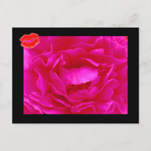 Rosa Postkort II Vykort