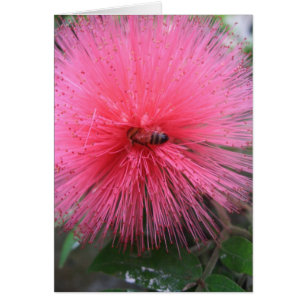 Rosa Powderpuff och Humla OBS Kort