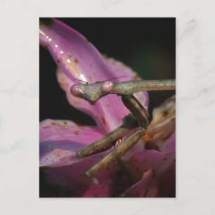 Rosa Praying Mantis vykort