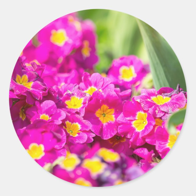 Rosa primrose runt klistermärke (Framsida)