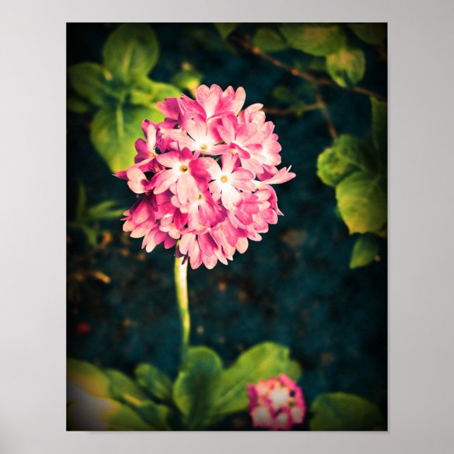Rosa Primula Flowers Poster (Framsidan)