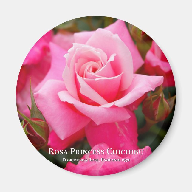 Rosa Princess Chichibu マ グ ネ ッ ト Magnet (Framsidan)