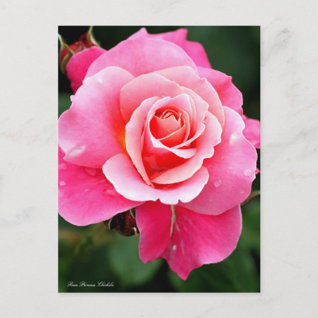 Rosa Princess Chichibu：Postcard Vykort (Framsida)