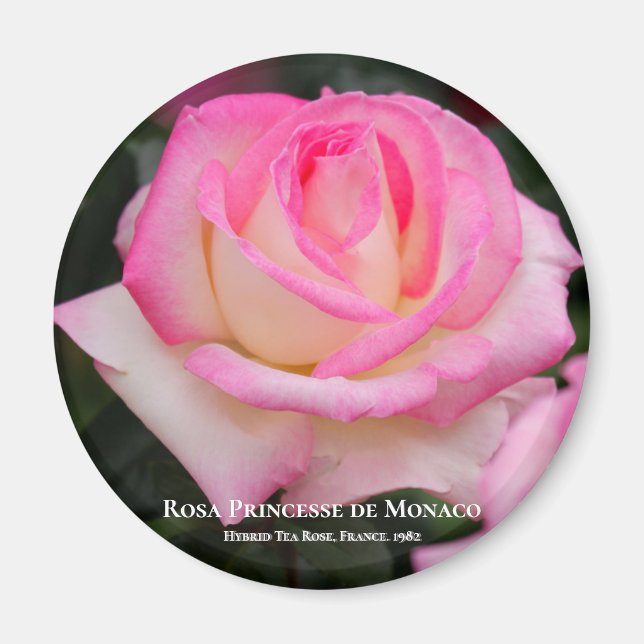 Rosa Princesse de Monaco Magnet (Framsidan)