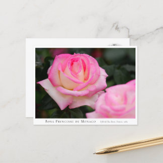 Rosa Princesse de Monaco Vykort