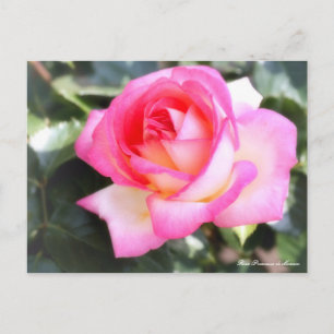 Rosa Princesse de Monaco:vykort Vykort