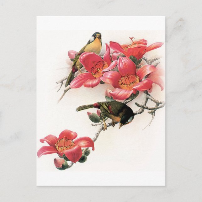 Rosa Profusion Vykort (Framsida)