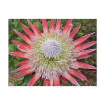 Rosa Protea blommar Plant Hawaii vycard